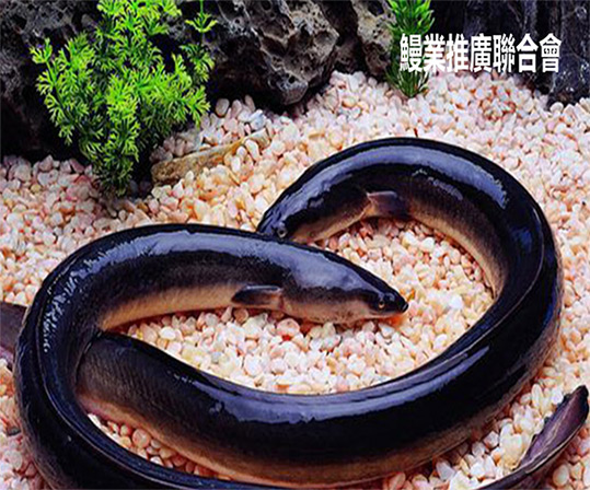 全球鰻魚進步聯(lián)盟英文企業(yè)官網(wǎng)建設(shè)制作定制案例